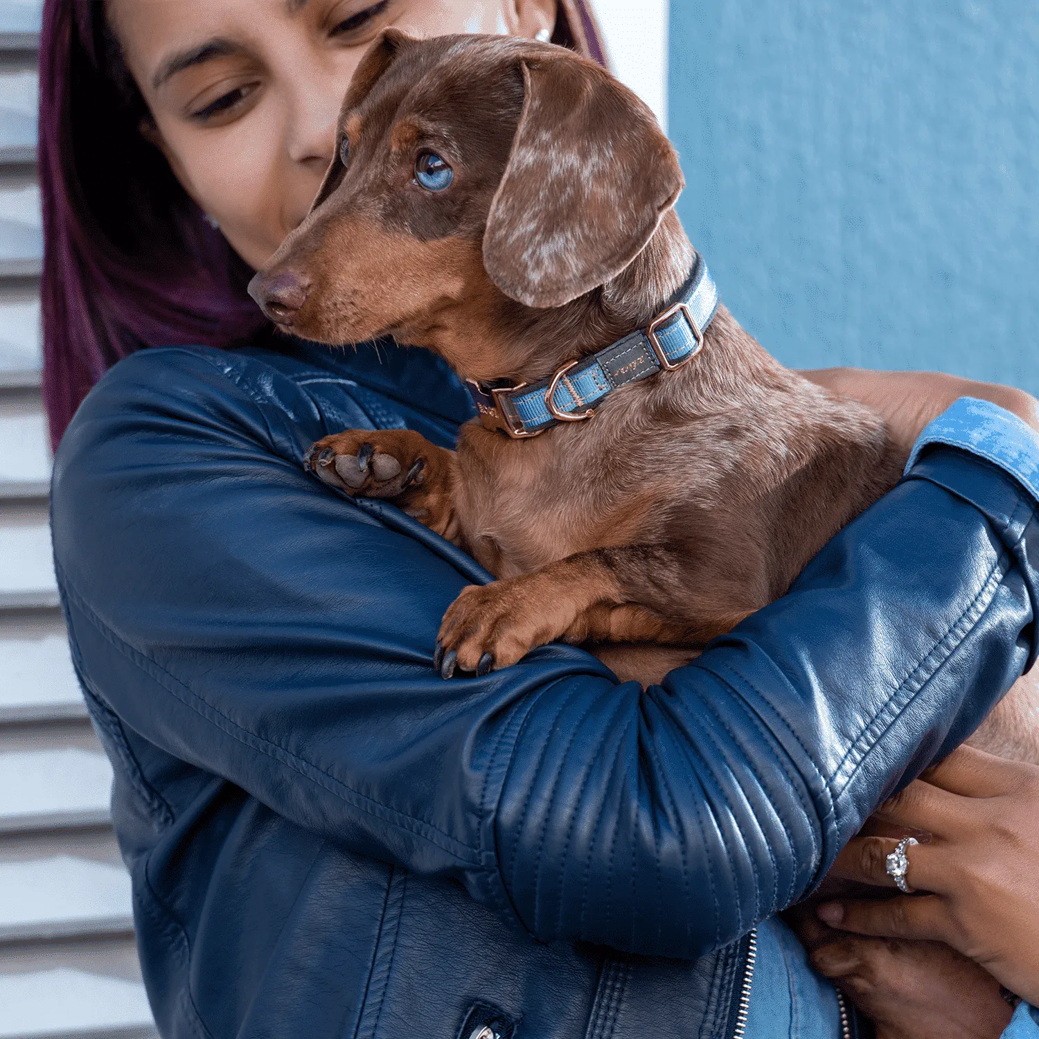 Rogz Urban Classic justerbart hundehalsbånd