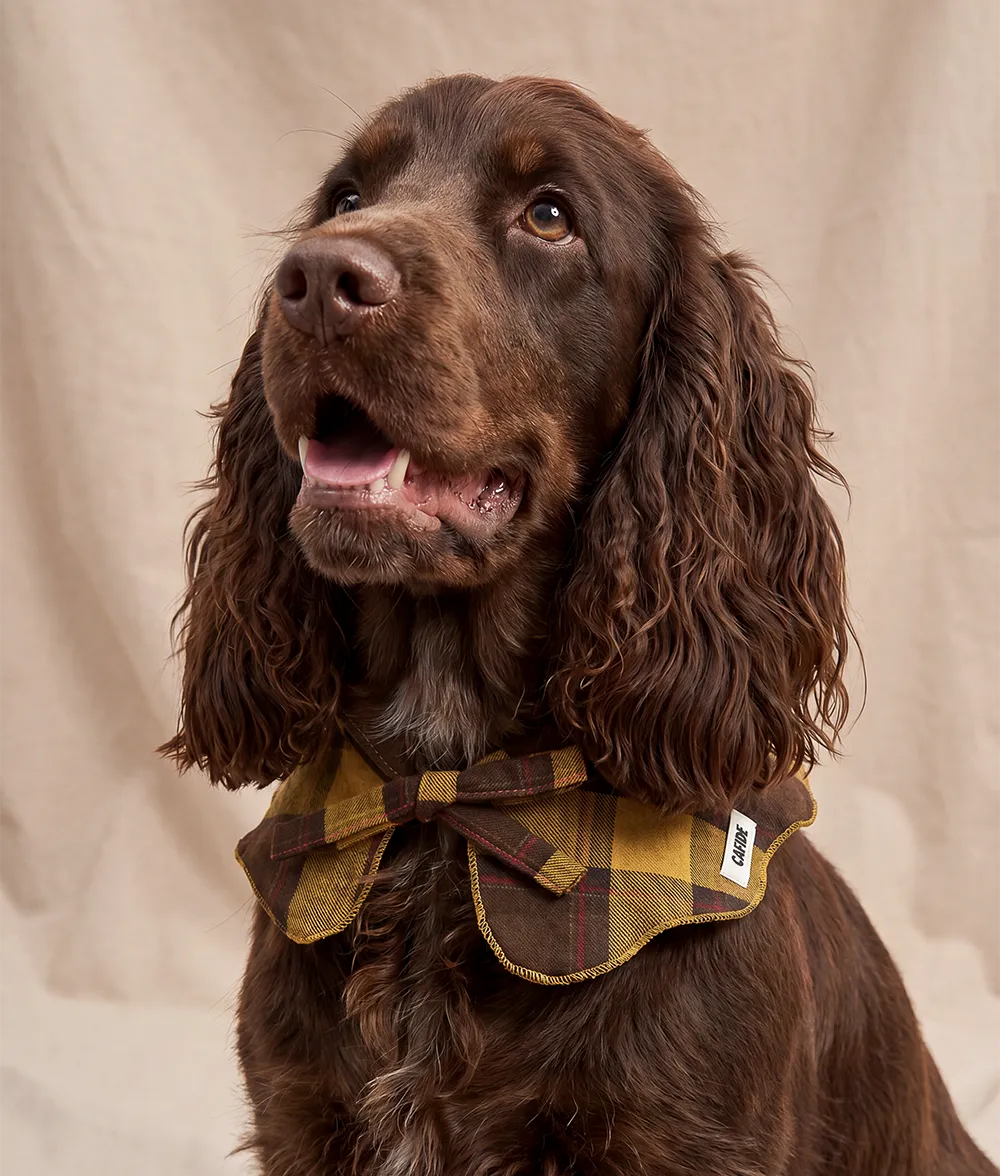 Cafide Lola Tartan Mustard hundebandana sennep bomuld