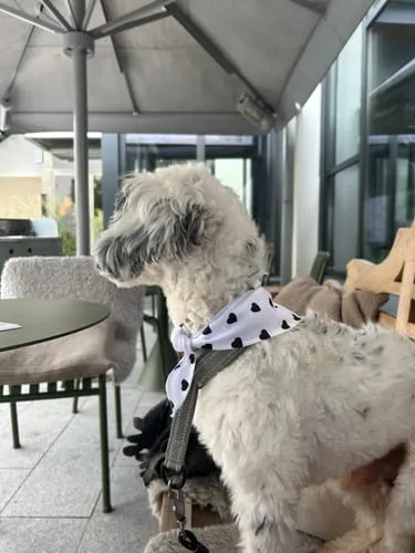 Tazz Everglow bandana hvid med hjerter