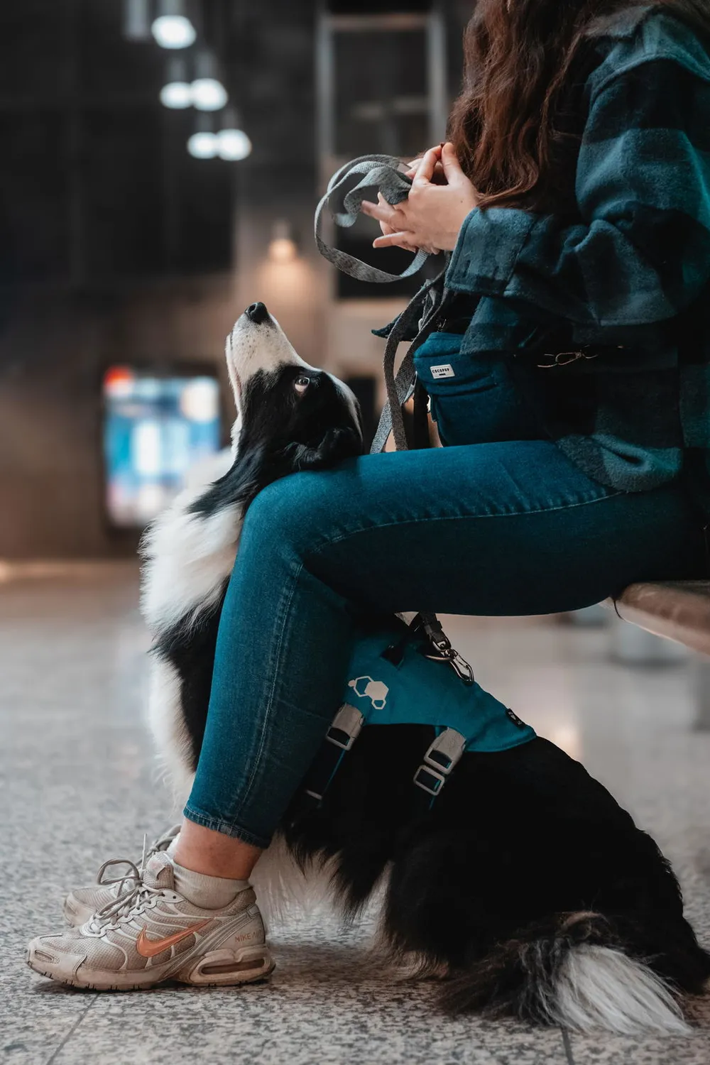 Hurtta Safeguard hundesele Blackberry 55-70 flugtsikker