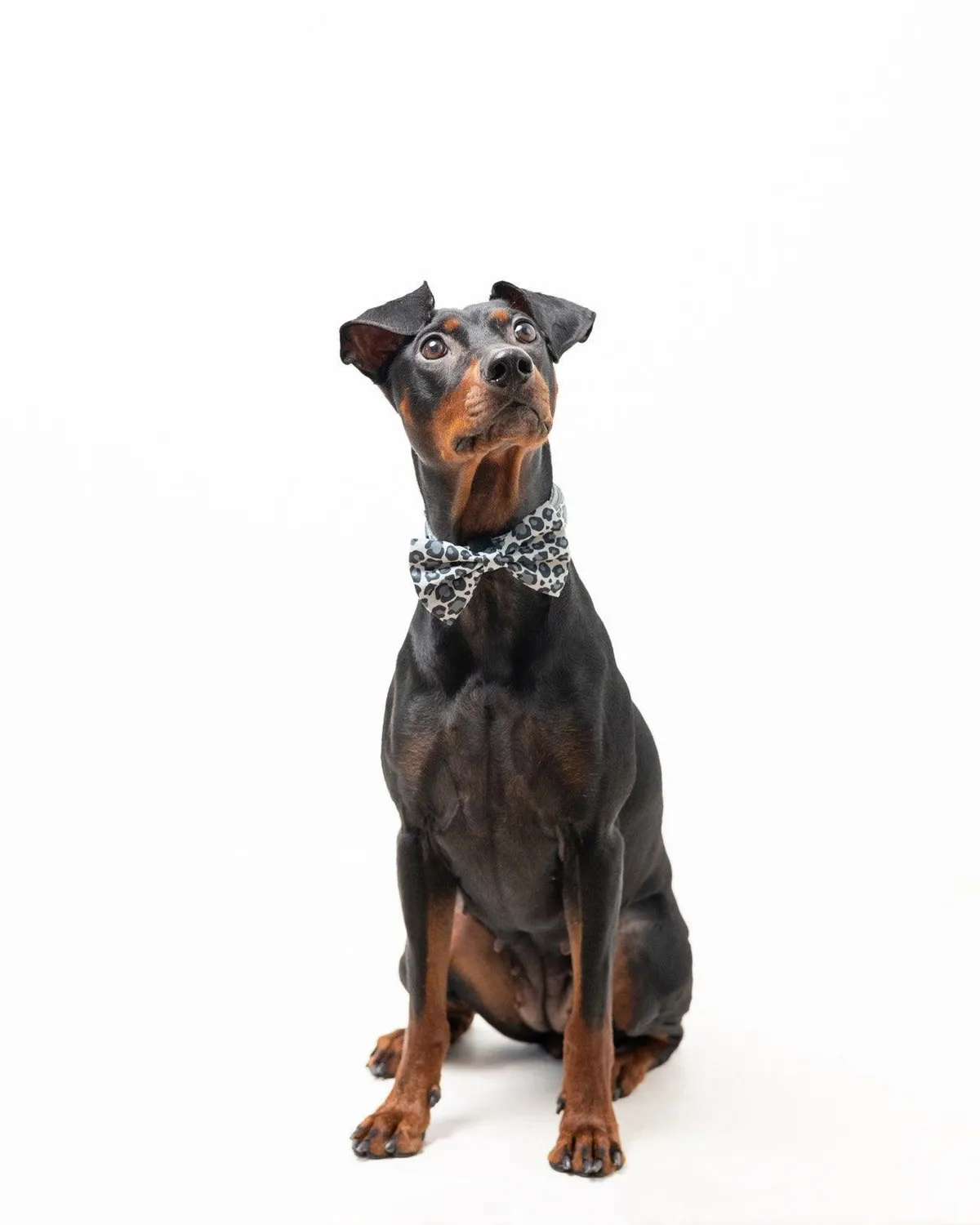Tazz Dark Leo hundeslojfe leopardmonstret