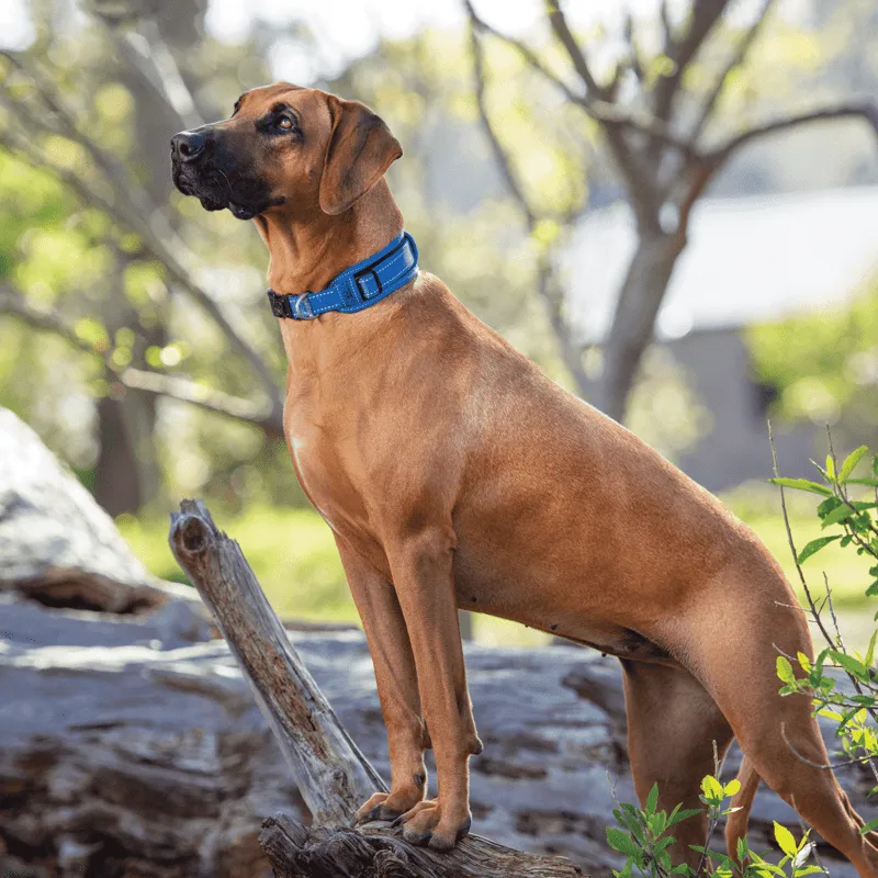 Rogz Utility Classic polstret hundehalsbånd