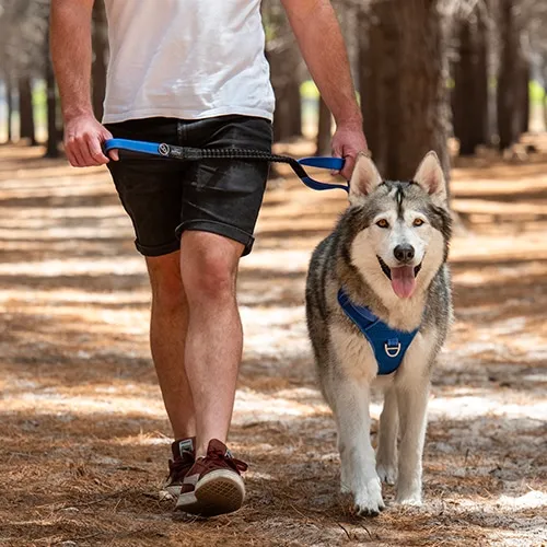 Rogz Utility Bungee hundesnor stødabsorberende