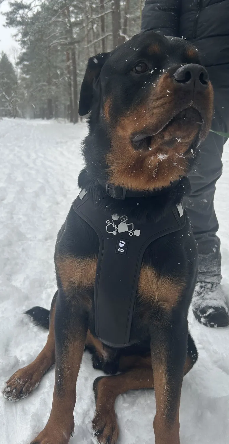 Hurtta Weekend Warrior II hundesele raven justerbar
