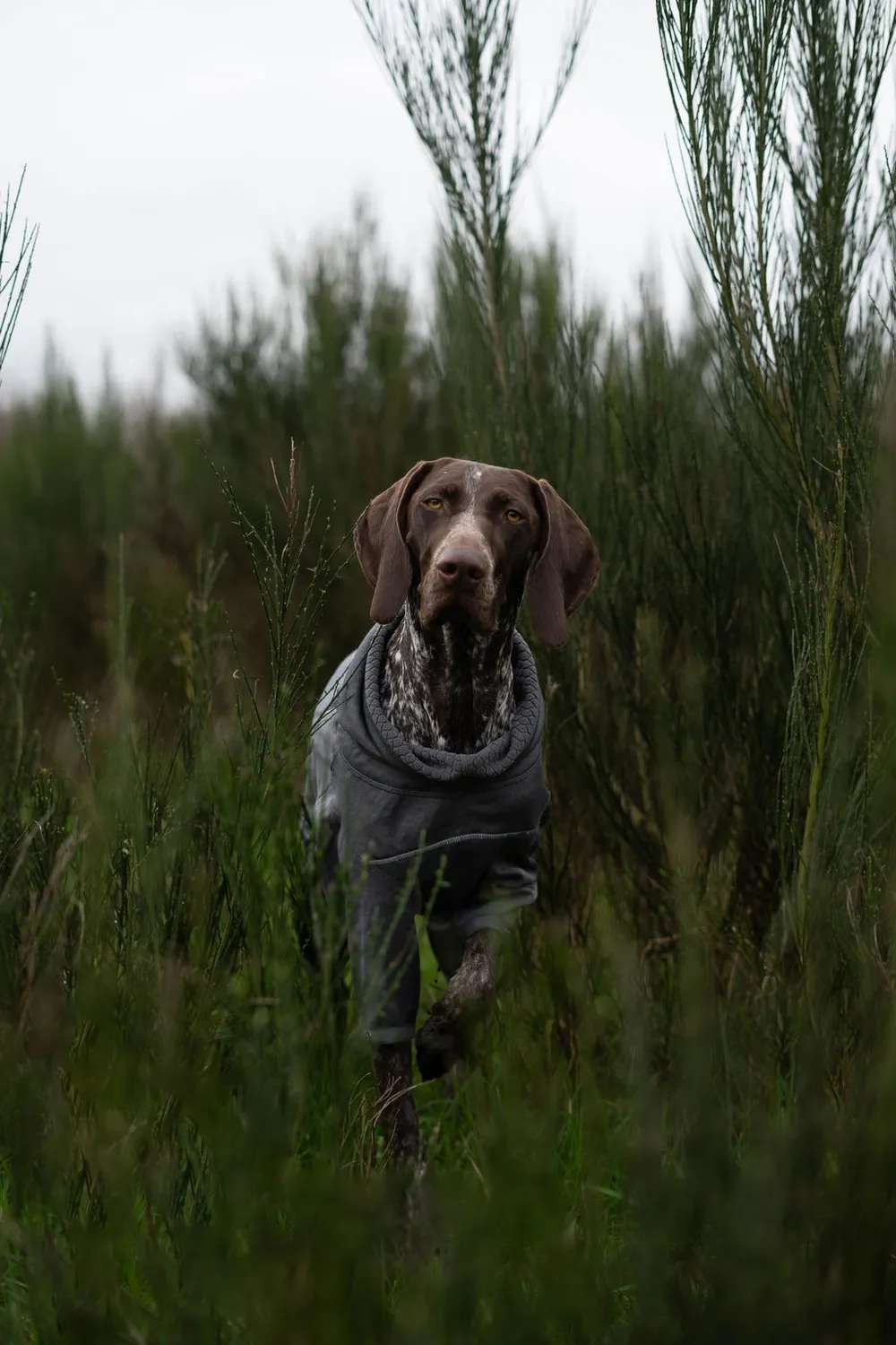 Hurtta Midlayer Overall hundedragt blackberry varm