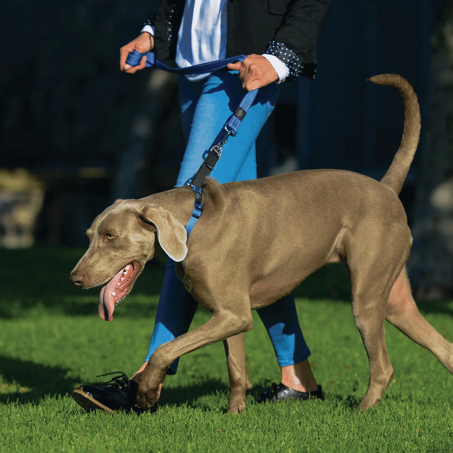 Rogz Utility Control Web halvkvæler hundehalsbånd