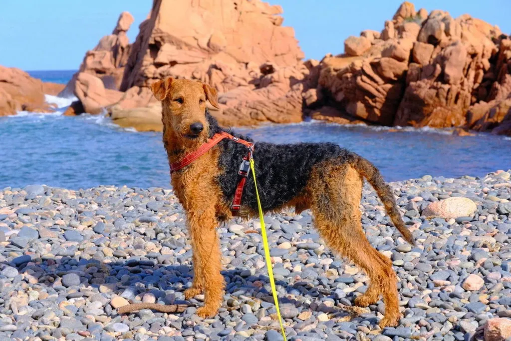Hurtta Casual Y-Harness hundesele Raven 60-70 vandafvisende