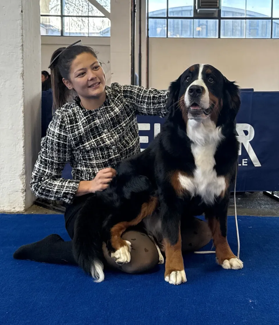 Klausen Import Show Kam 18,5 cm udstilling sort