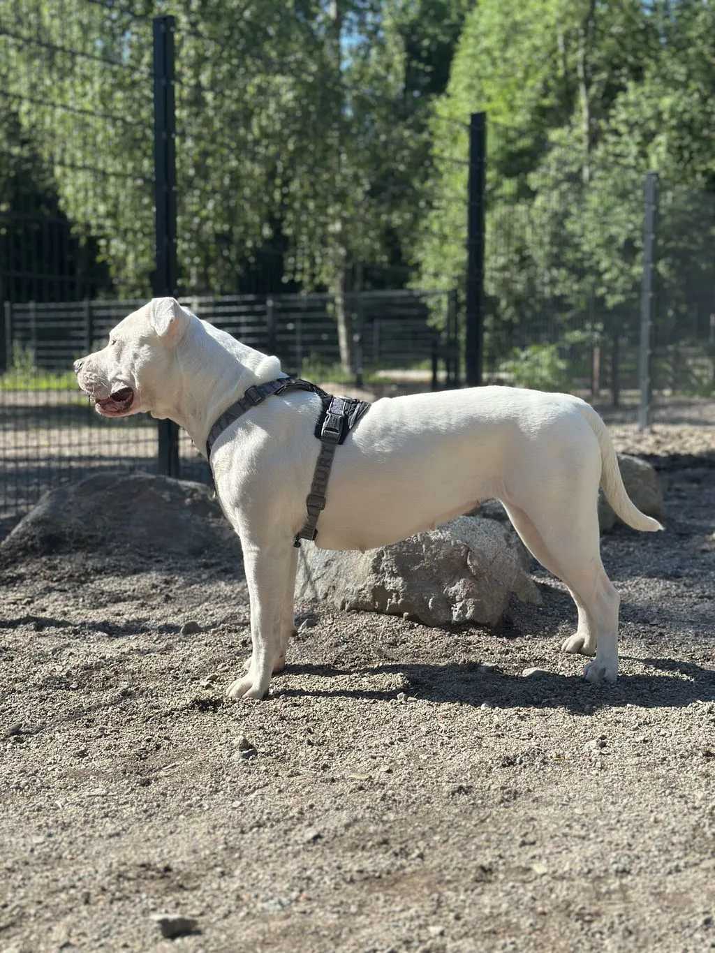 Hurtta Rover hundesele Forest 65-80 til store hunde