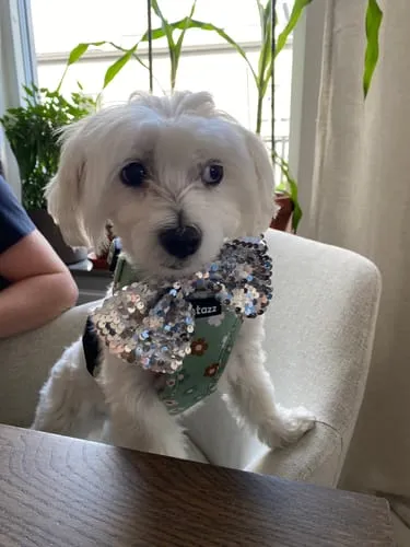 Tazz la Pepita hundesele med mesh