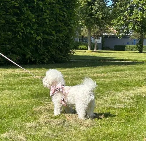 Tazz la Pepita butterfly til hund ternet str S L