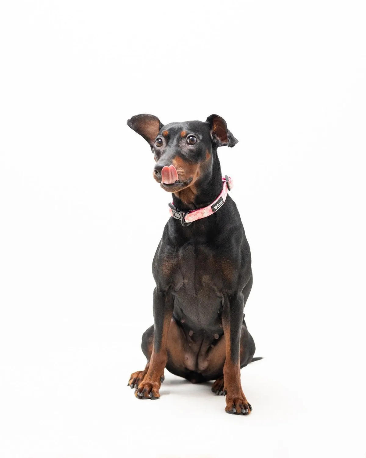 Tazz Pink Camo hundehalsbånd justerbart rosa camouflage