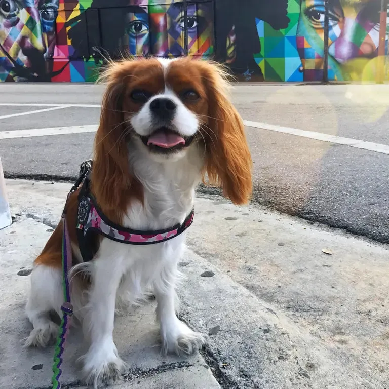 Tre Ponti Easy Fit Camouflage hundesele justerbar