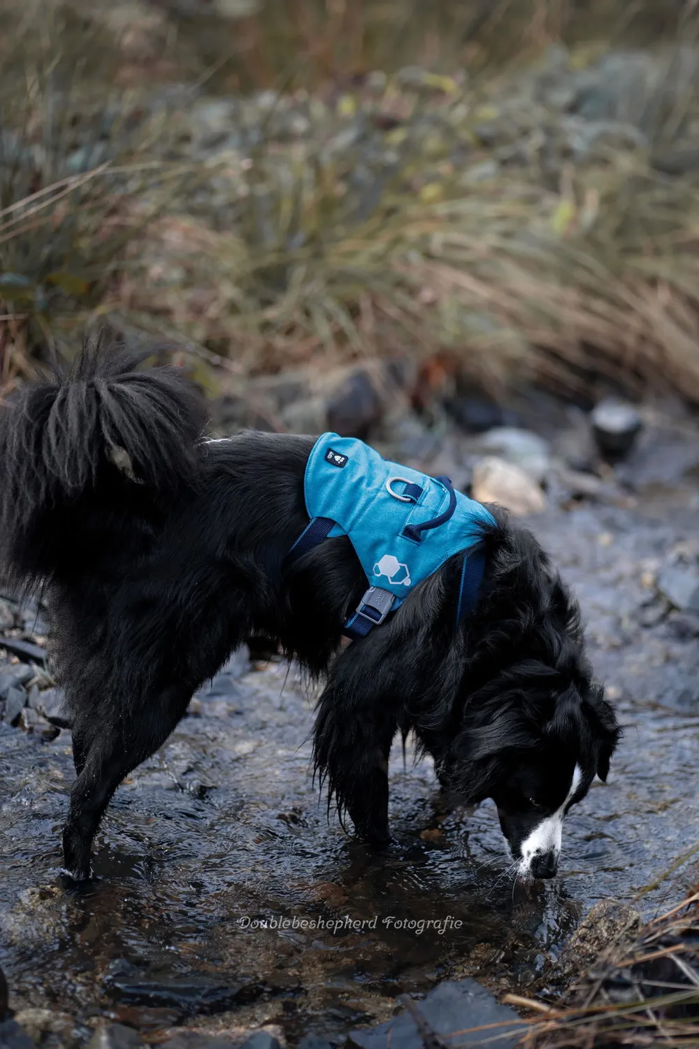 Hurtta Safeguard hundesele Blackberry 55-70 flugtsikker