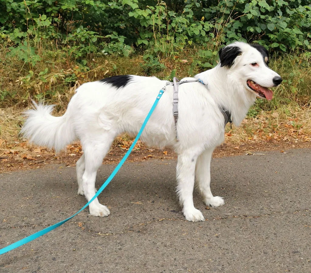 Hurtta Venture No-Pull hundesele Shadow 45-60 anti-træk