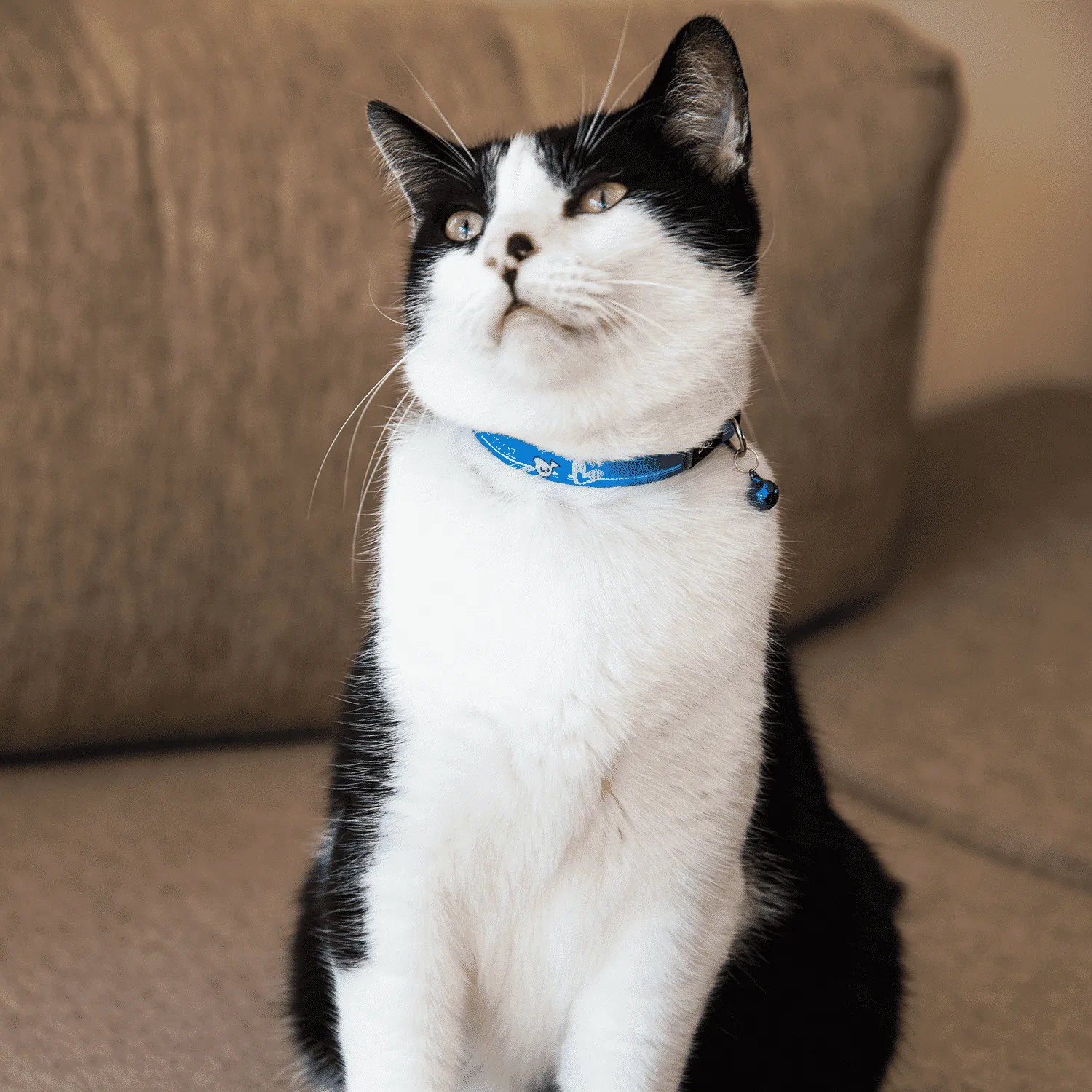 Rogz KiddyCat kattehalsbånd med sikkerhedslås