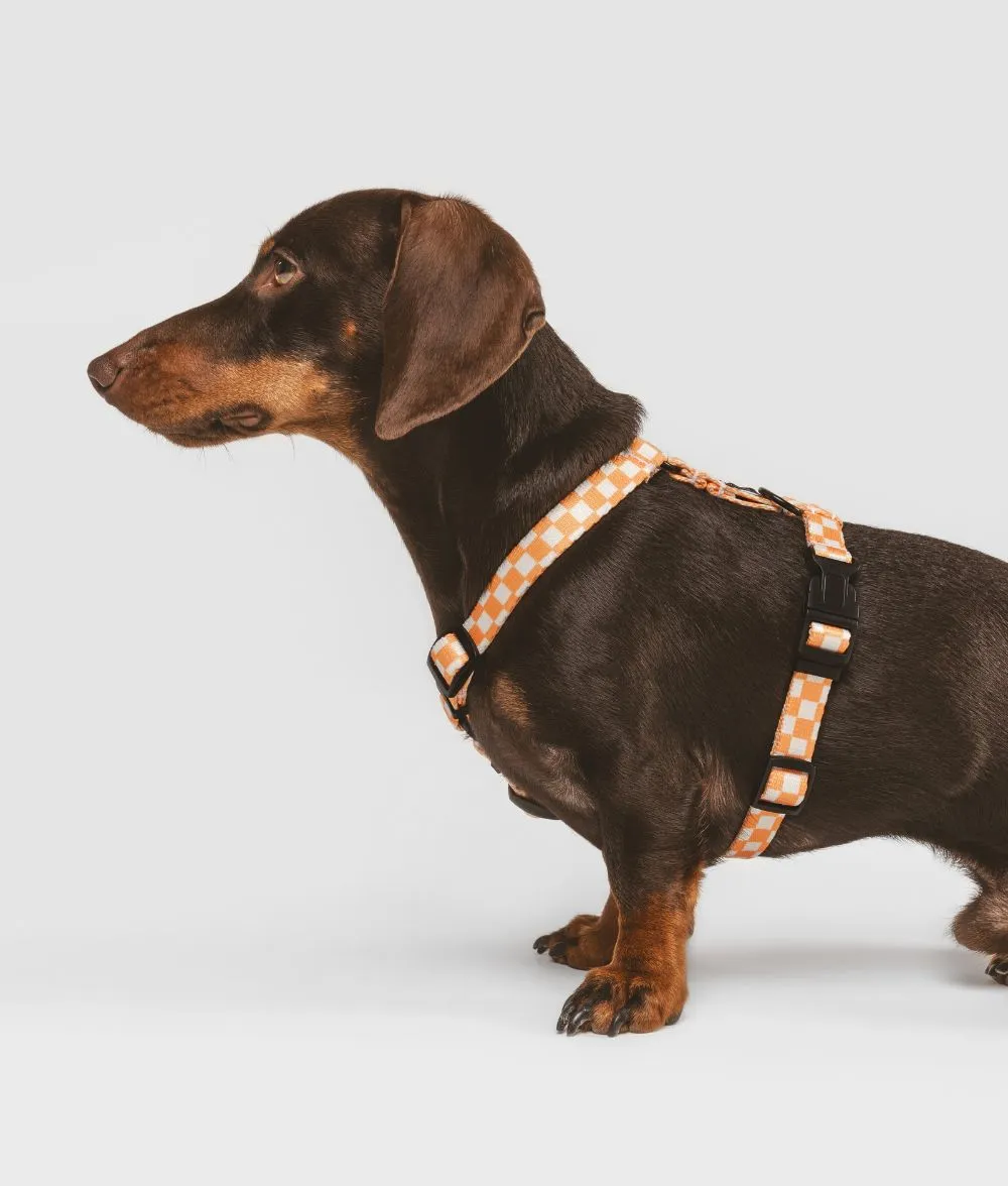 Cafide Juno hundesele fersken orange