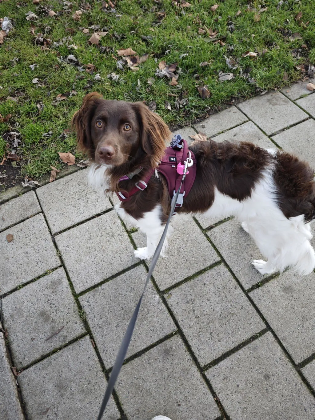 Hurtta Weekend Warrior II hundesele raven justerbar