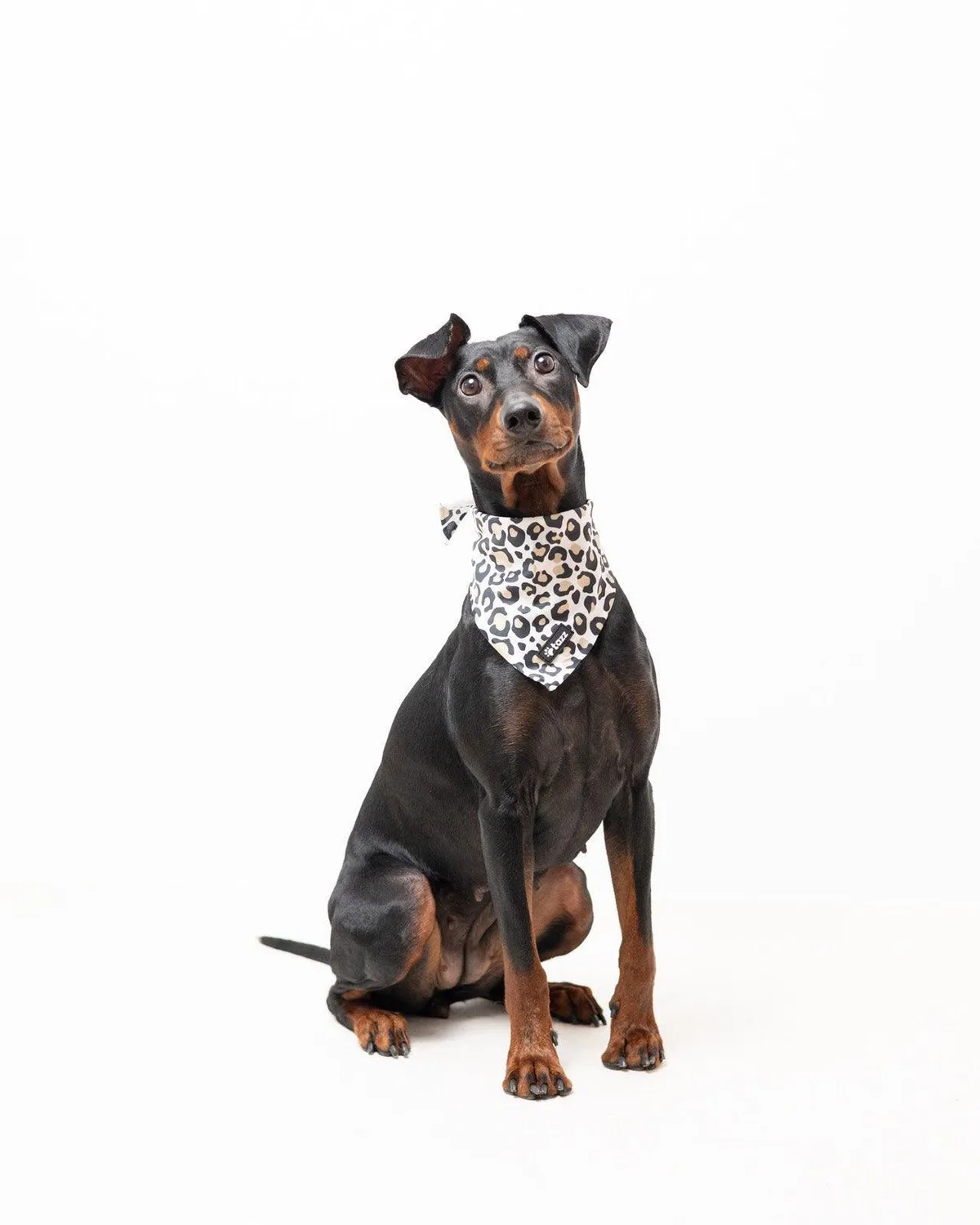 Tazz Just Leo bandana til hund med leopardmønster