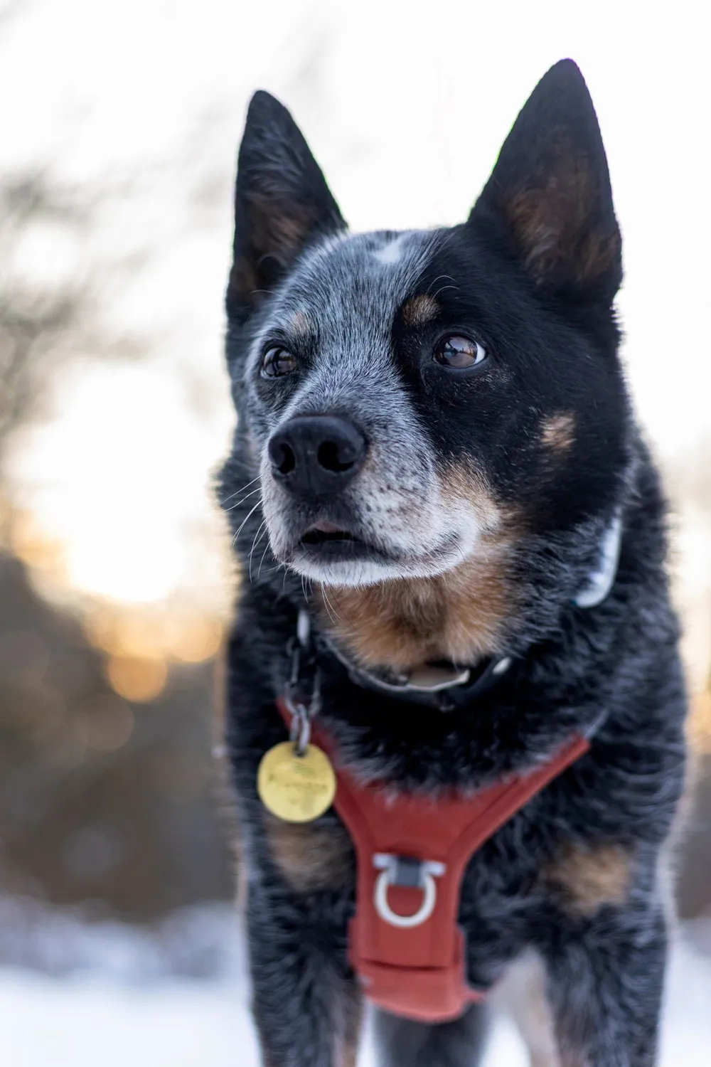 Hurtta Rover hundesele Forest 65-80 til store hunde