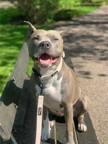 Tazz Dark Leo hundehalsbånd M leopard