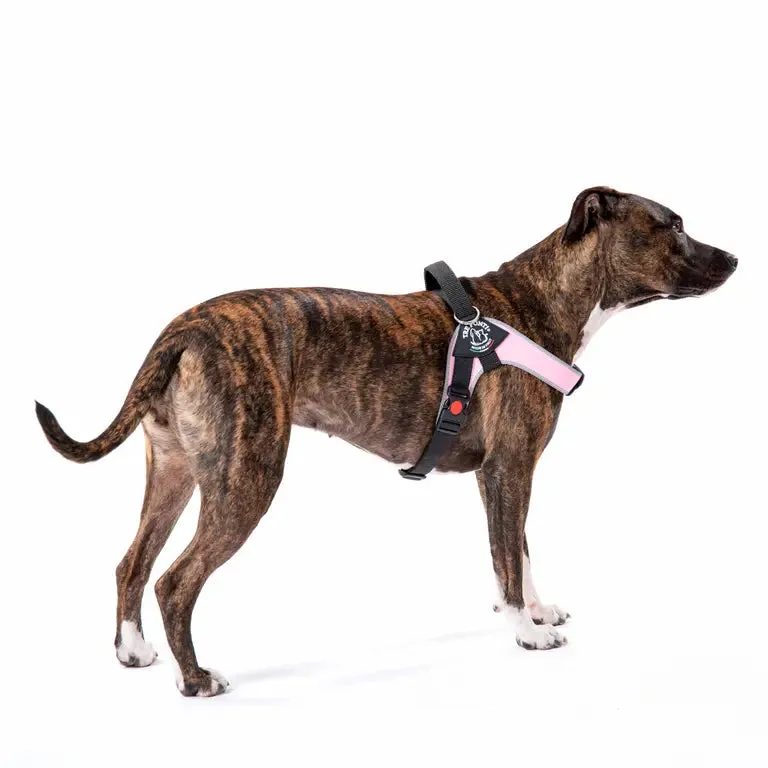 Tre Ponti Brio hundesele Black stor justerbar