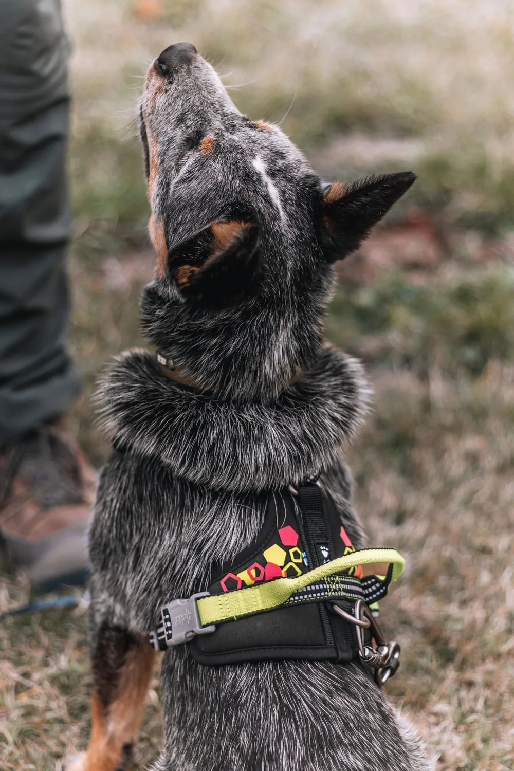 Hurtta Weekend Warrior Neon Harness II hundesele Neon licorice refleks