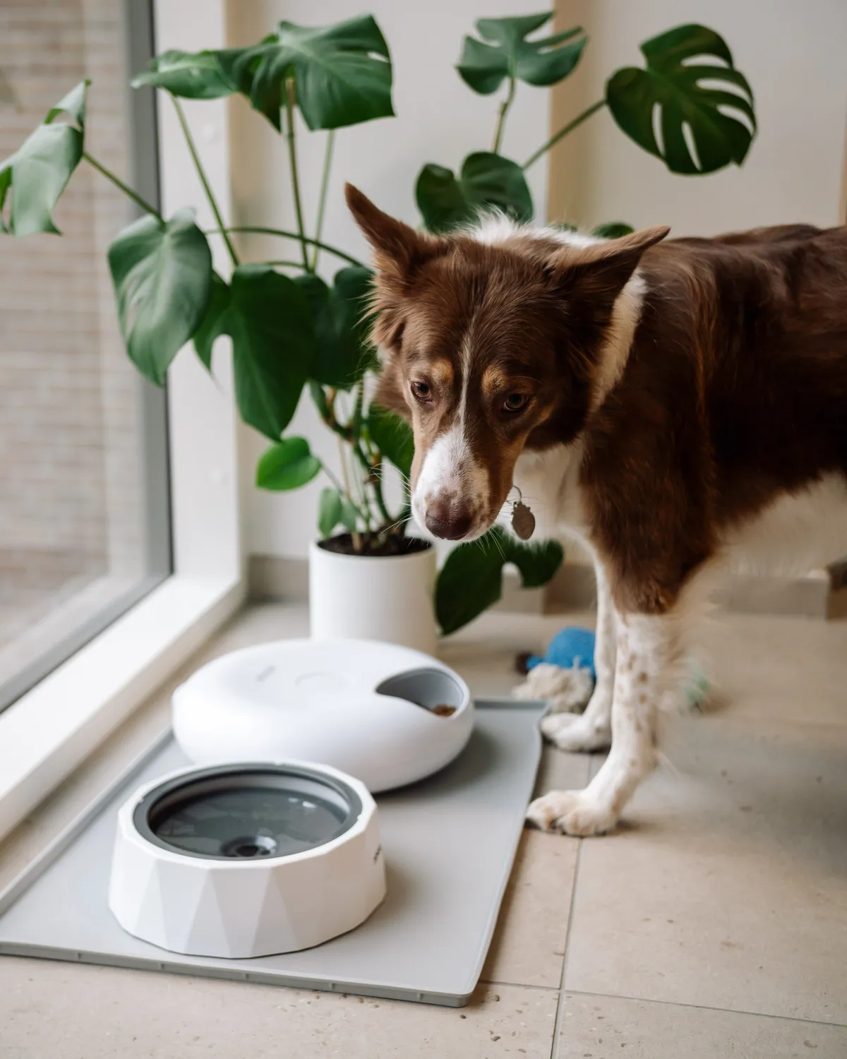 Doksie Home H3 underlag hundeskåle grå M