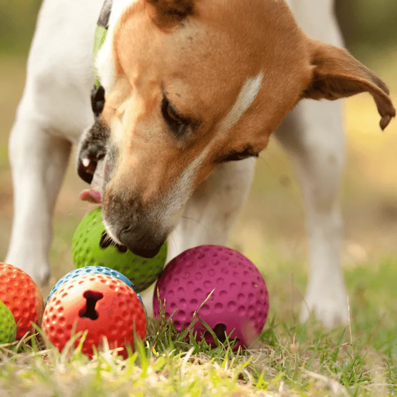 Rogz Gumz slidstærk tyggebold til hund