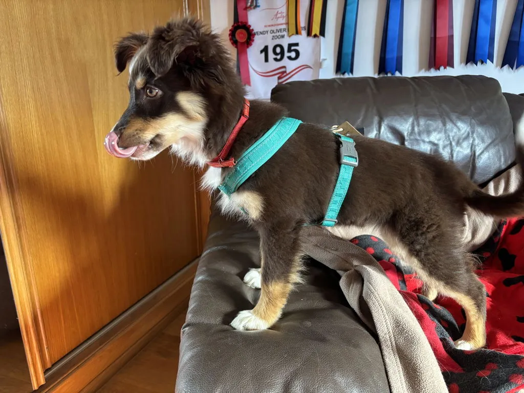 Hurtta Casual Y-Harness hundesele Raven 60-70 vandafvisende