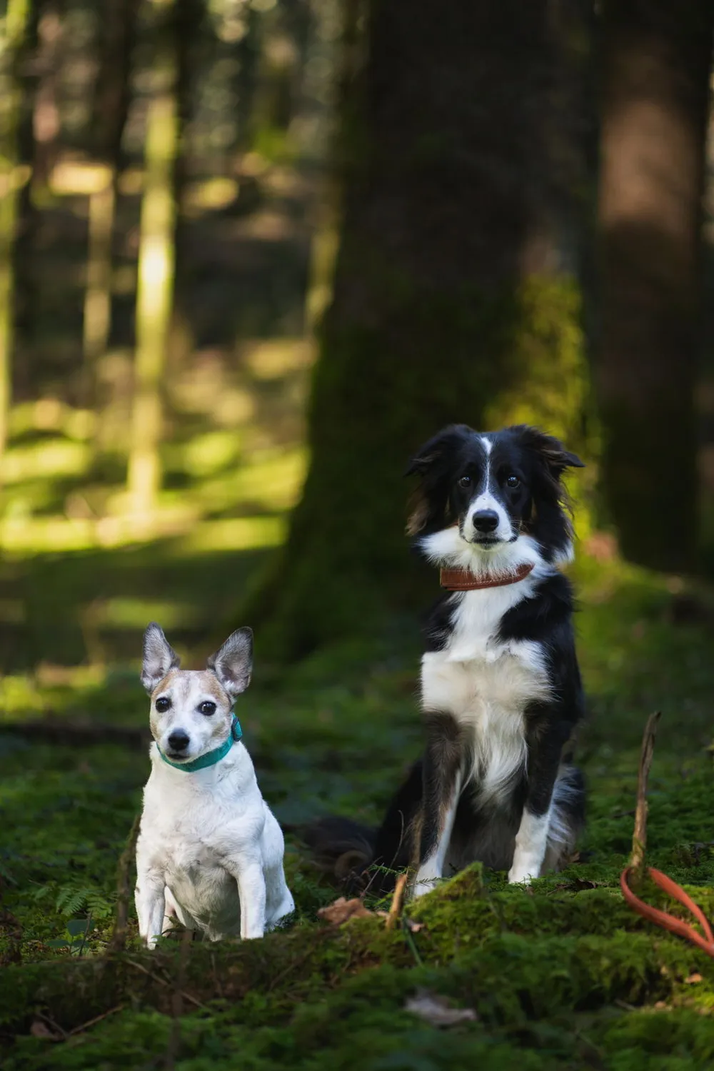 Hurtta Casual hundehalsbånd neopren justerbar