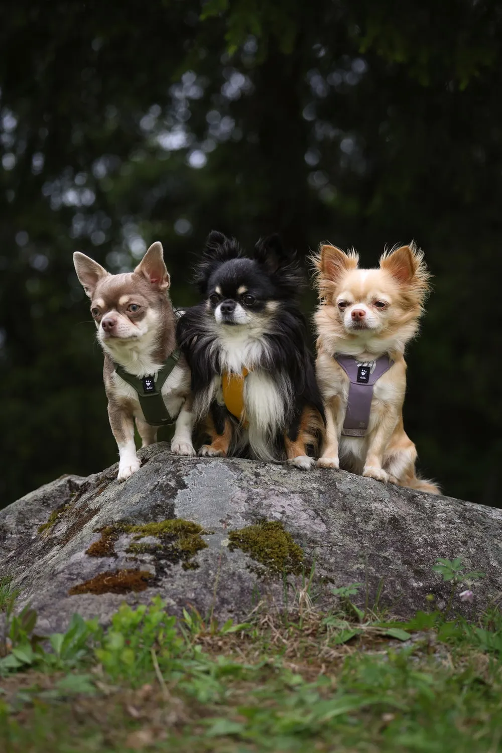 Hurtta Seeker hundesele Raven Y-sele let