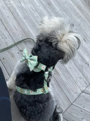 Tazz la Pepita butterfly til hund ternet str S L