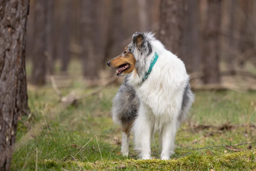 Hurtta Casual hundehalsbånd neopren justerbar