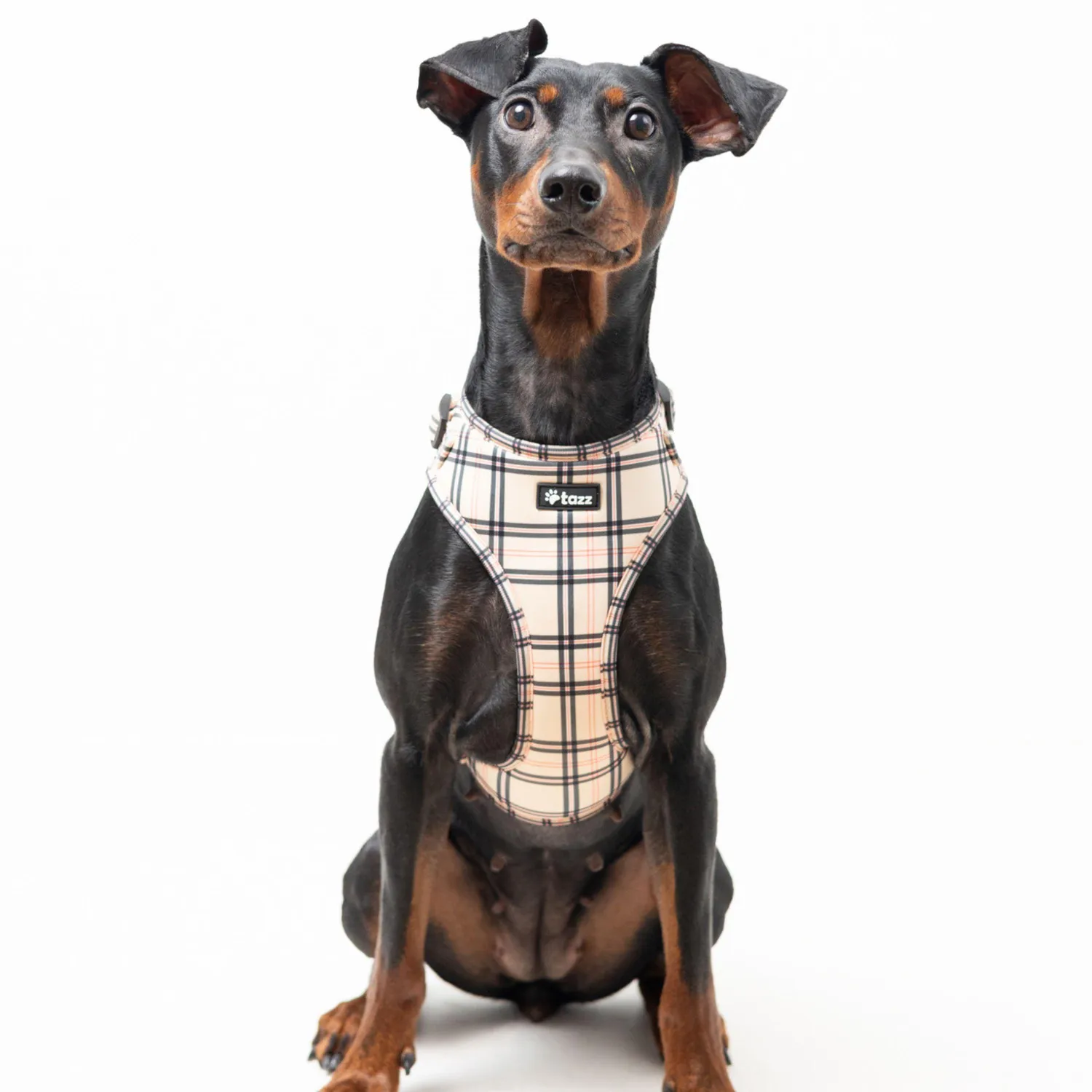 Tazz Furburry hundesele ternet