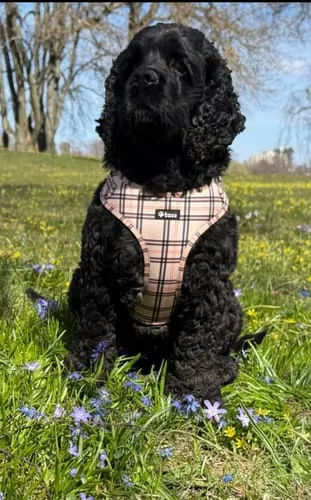 Tazz la Pepita hundesele med mesh