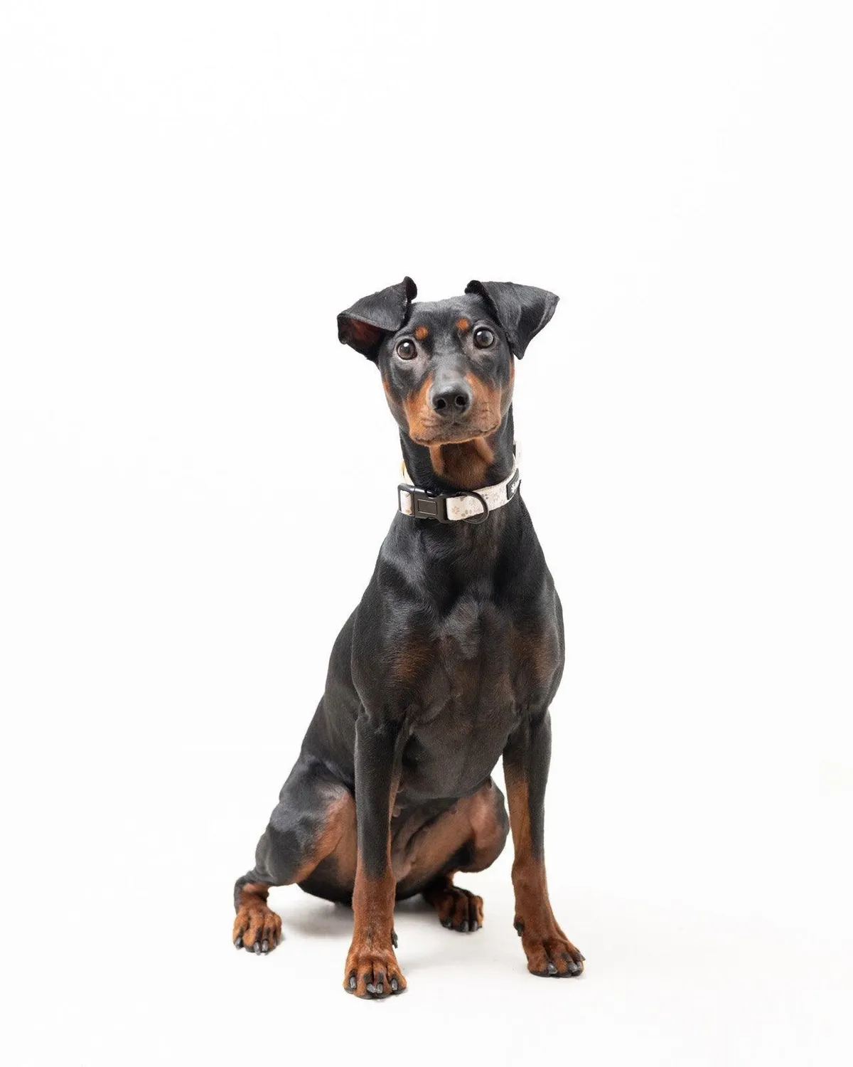Tazz Paws in Love halsband beige med poter