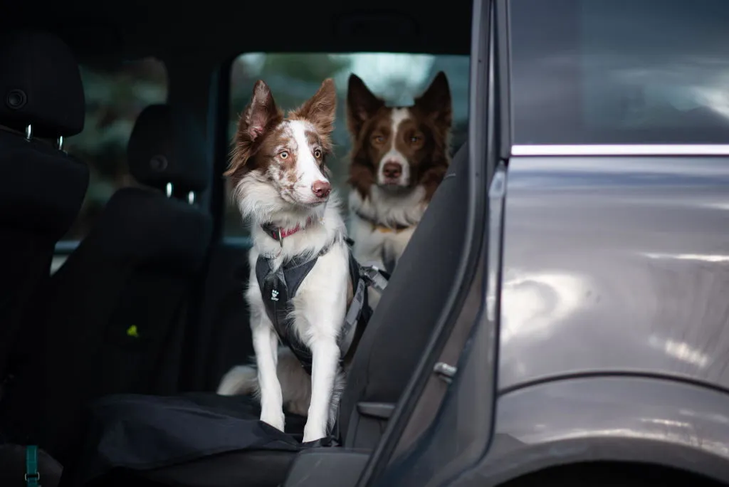 Hurtta Travel hundesele Blackberry 10-20 kg crash-testet