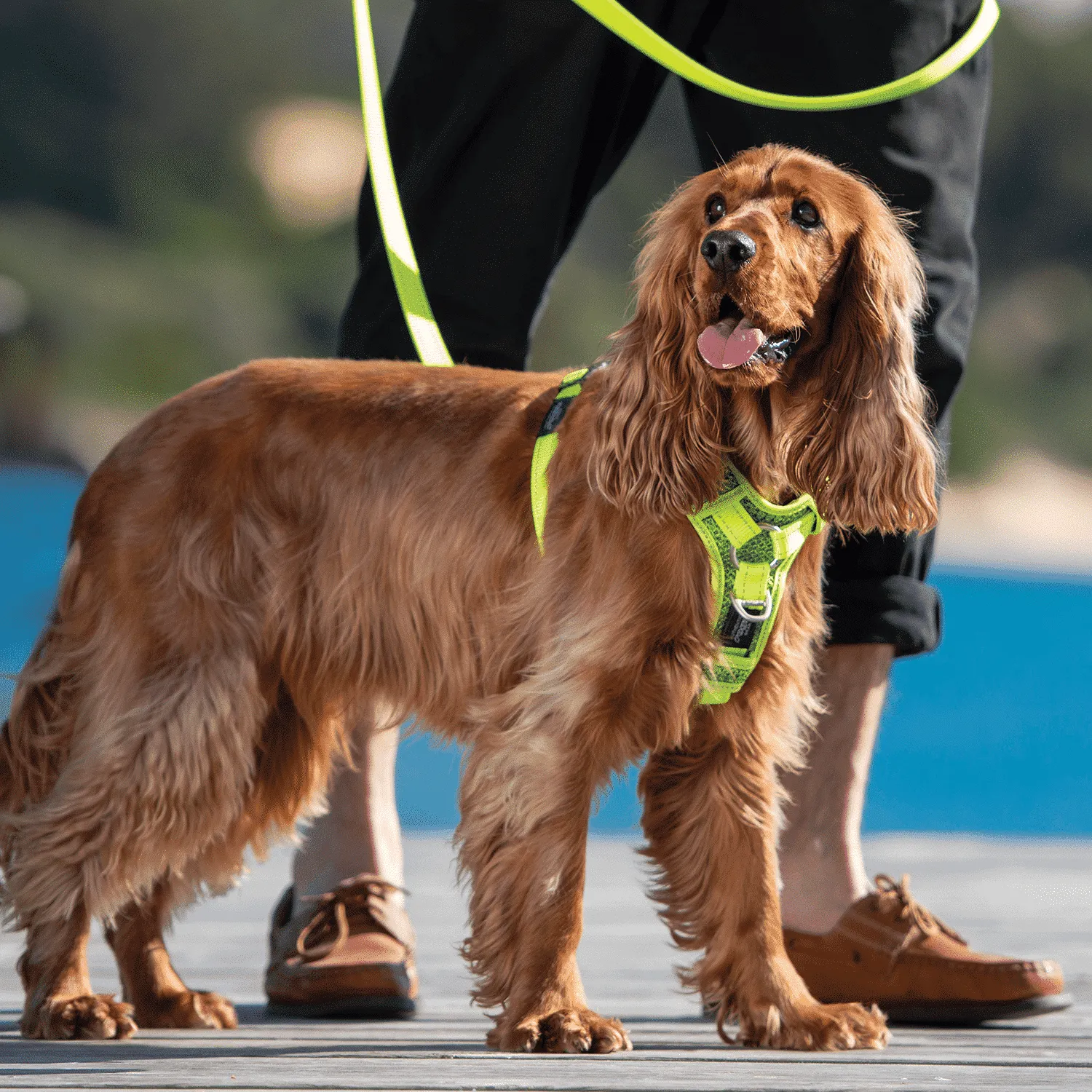 Rogz Utility Control hundesele anti-træk