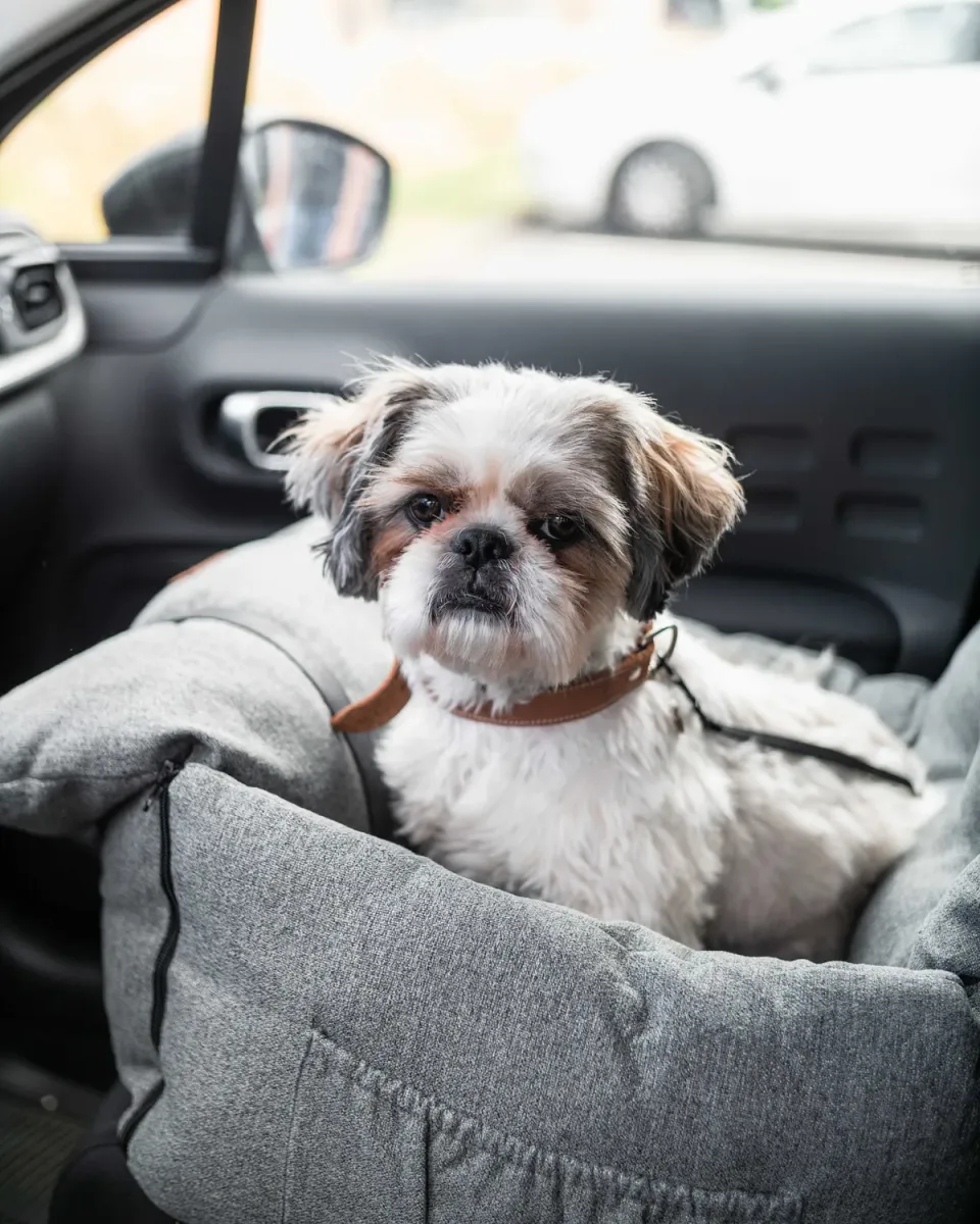 Doksie Cloud C5 bilsæde til hund 2-i-1 foldbar
