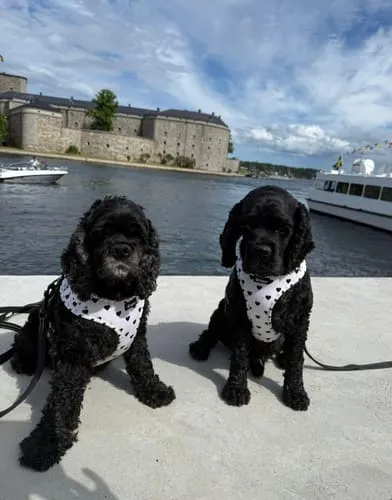 Tazz la Pepita hundesele med mesh