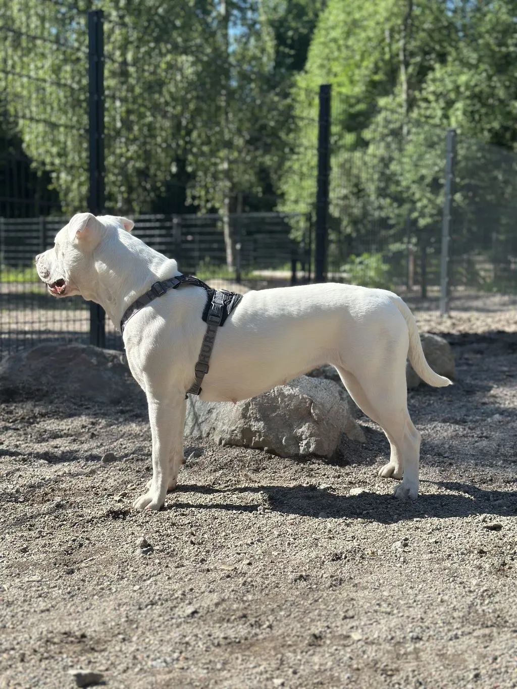 Hurtta Rover hundesele Forest 65-80 til store hunde