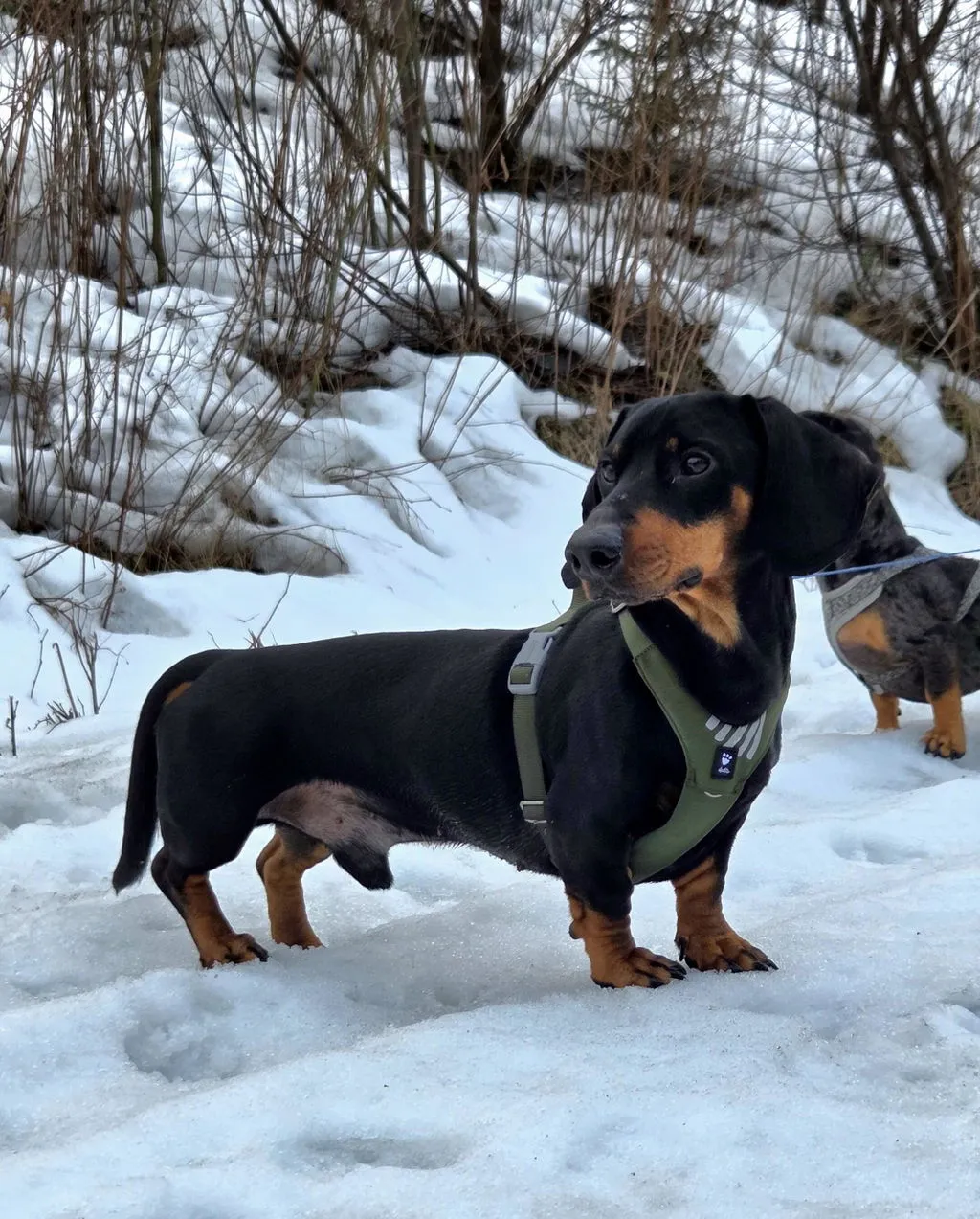 Hurtta Seeker hundesele Raven Y-sele let
