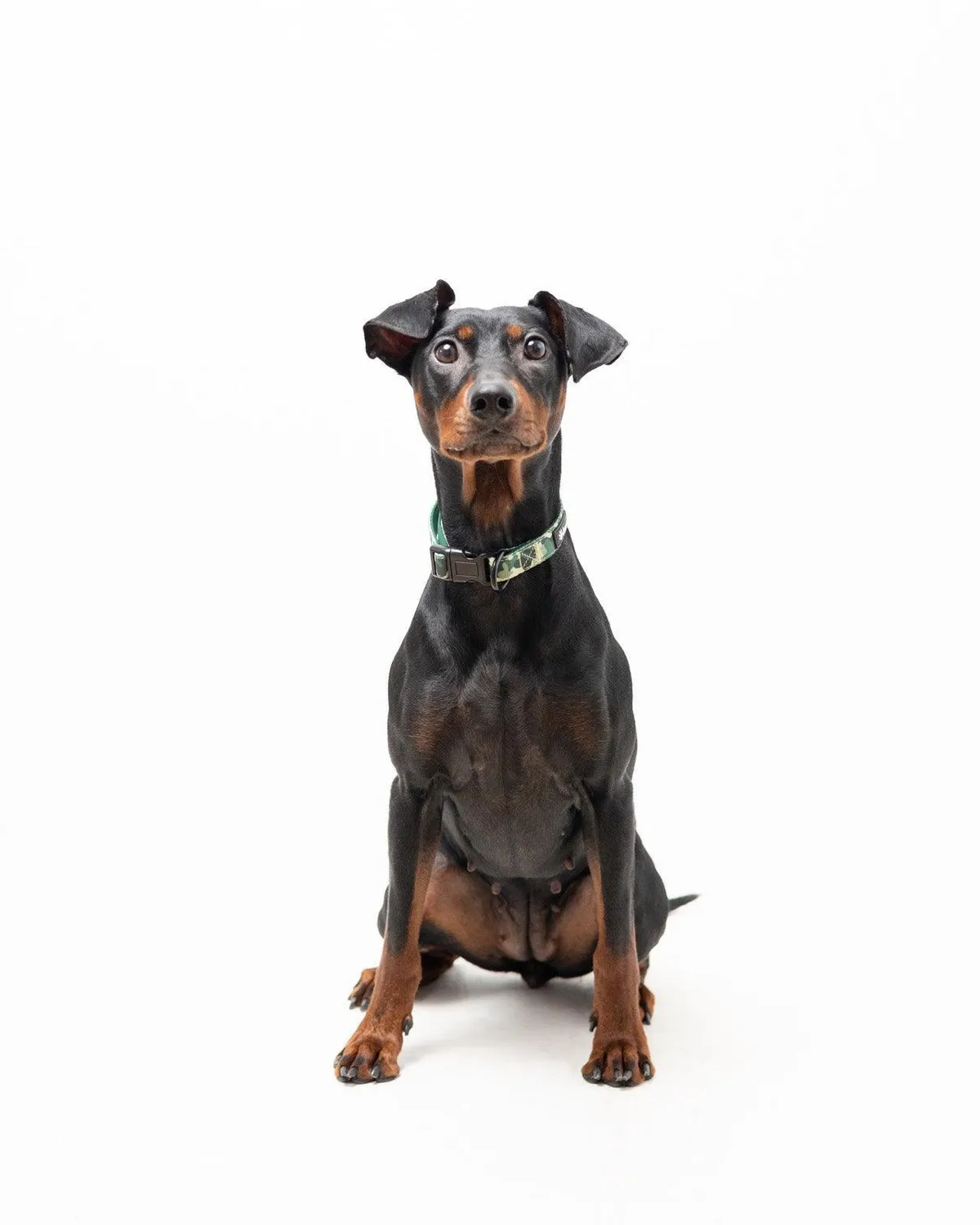 Tazz Green Camo hundehalsbånd justerbart