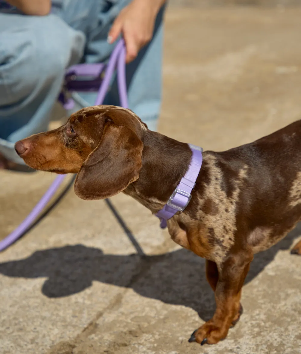 Cafide Ona hundehalsbånd violet justerbar