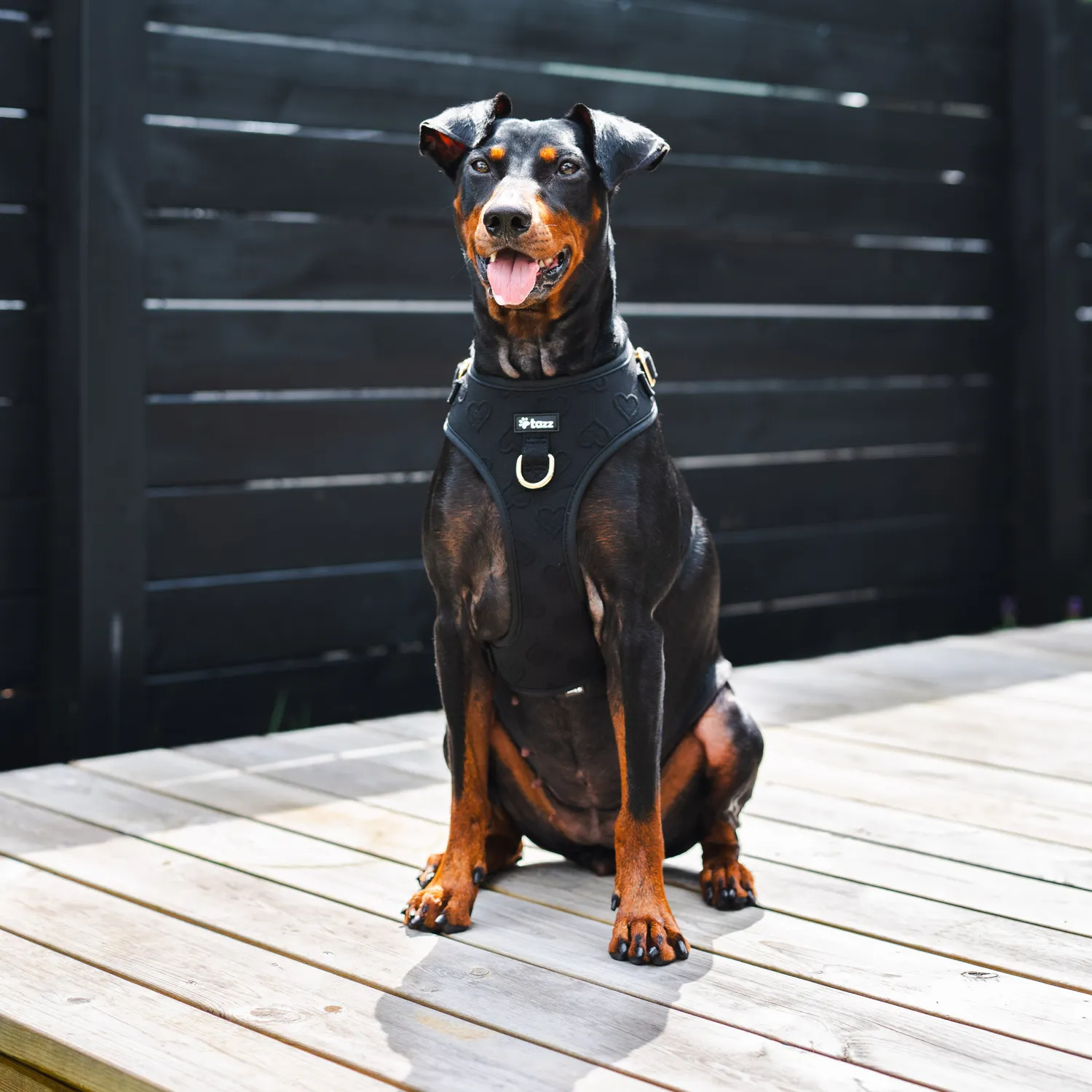 Tazz Silhouettes hundesele sort guld XXS-L