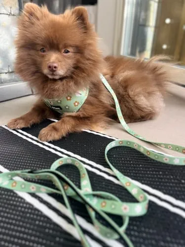 Tazz hundeline Pink Flower 200 cm bred