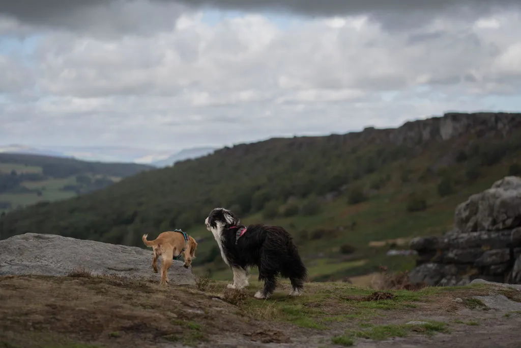 Hurtta Rover hundesele Forest 65-80 til store hunde