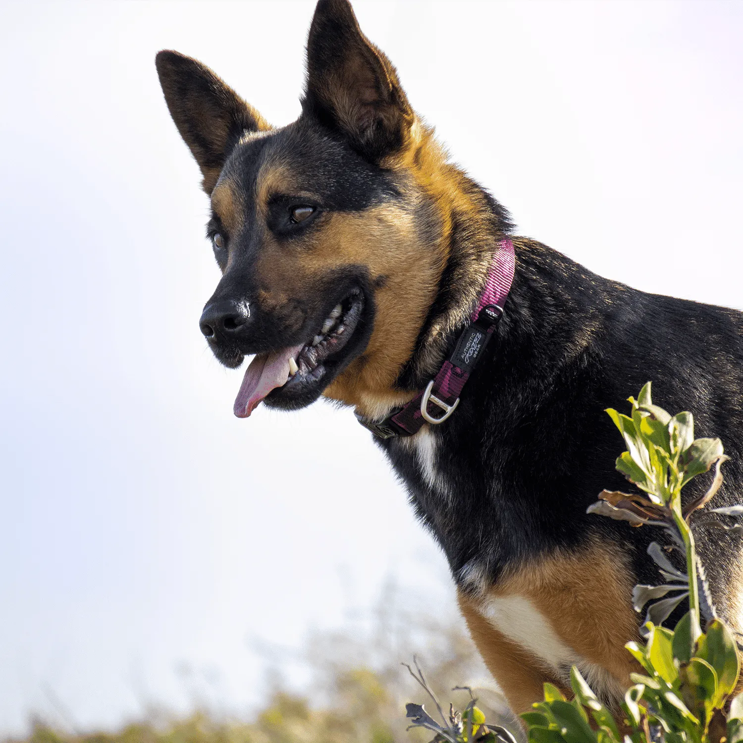Rogz Alpinist Classic hundehalsbånd slidstærk
