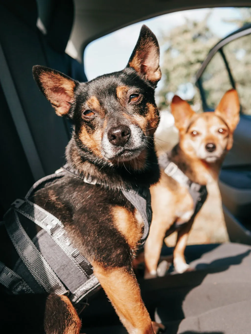 Hurtta Travel hundesele Blackberry 10-20 kg crash-testet